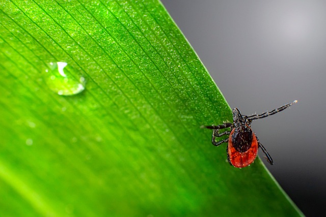 tick-ticks-640x480-6840429.jpeg