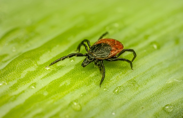 tick-ticks-640x480-71205050.jpeg