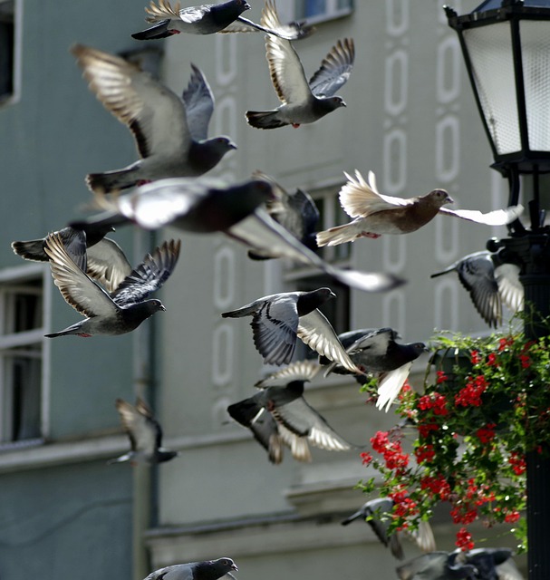 townhouse