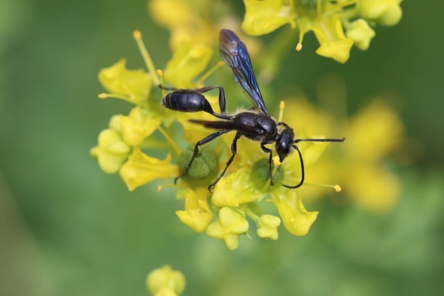 Eco-Friendly Wasp Control: Safe for Kids & Pets