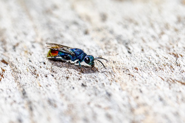Tailored Wasp Deterrents: Safe, Effective Outdoor Space Protection