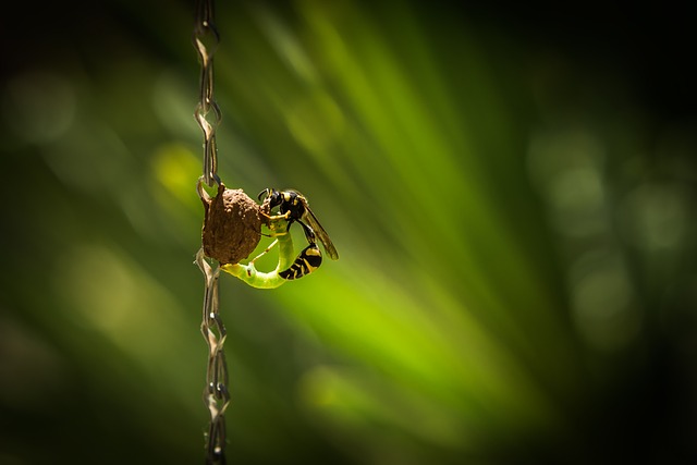 Expert Wasp Nest Inspections: Effective Infestation Treatment & Safe Removal