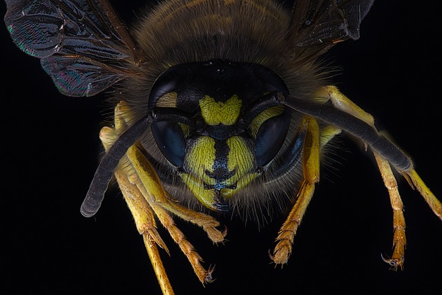 Eradicate Wasps: Comprehensive Guide to Effective Treatment Methods