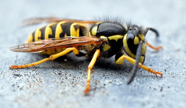 wasp-640x480-59109145.jpeg
