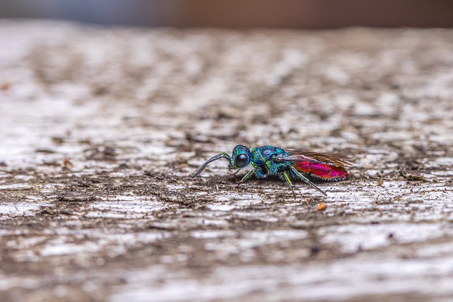 Eco-Friendly Wasp Solutions: Beating Infestations with Nature-Based Treatments