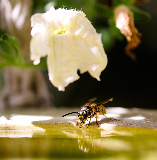 Professional Wasp Removal: Achieving Guaranteed Results for Effective Infestation Control
