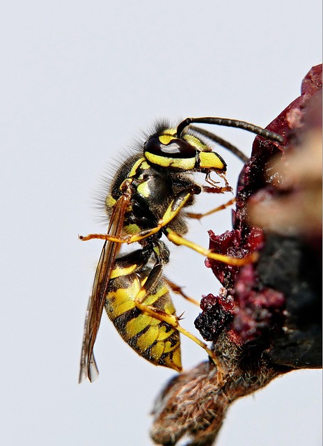 Revolutionizing Professional Wasp Removal: Advanced Technologies and Innovations