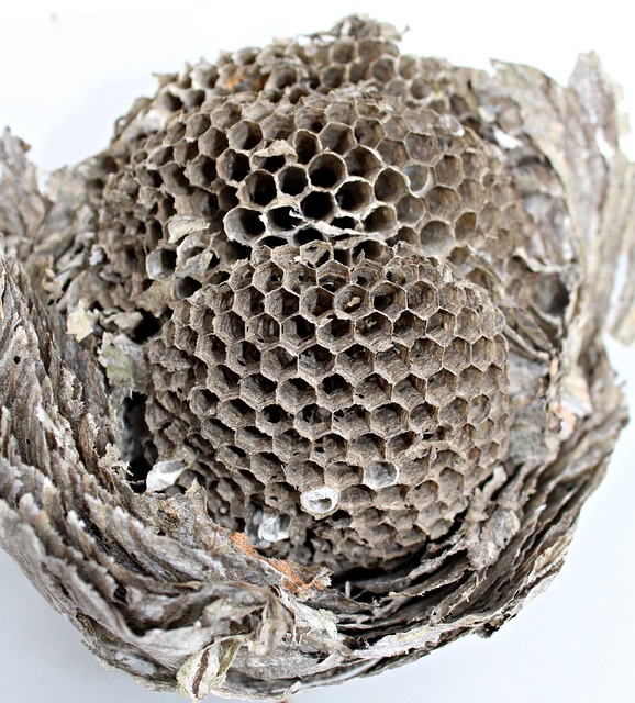 Maintain Wasp-Free Properties: Seasonal Strategies & Expert Control