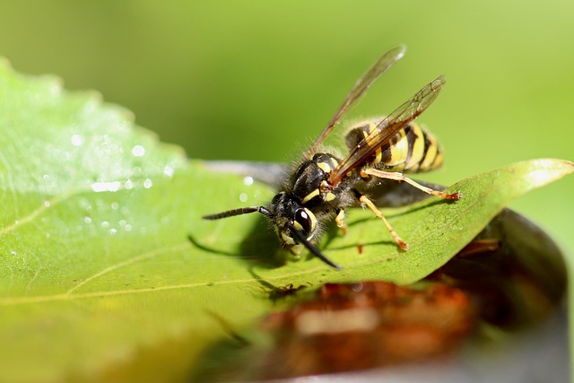 Innovative Wasp Management: Professional Removal & Eco-Safe Strategies
