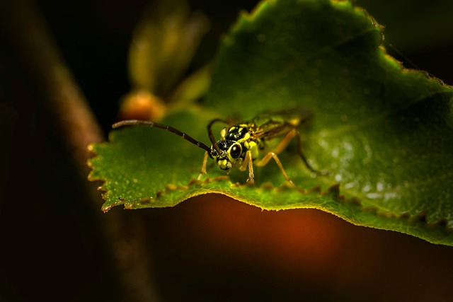 Uncovering Grain Weevil Breeding Sites: Advanced Inspections & Pest Control
