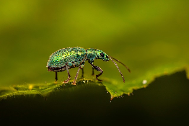 Eco-Friendly Methods for Effective Grain Weevil Pest Control