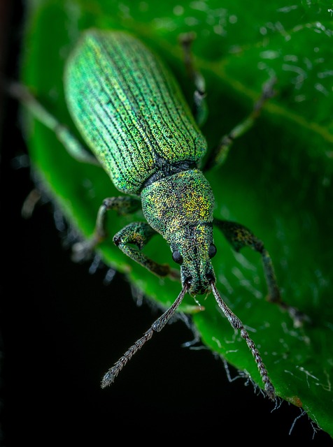 Humane, Eco-Conscious Ways to Manage Grain Weevil Infestation