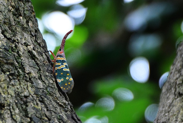 weevils-weevil-640x480-14322467.jpeg