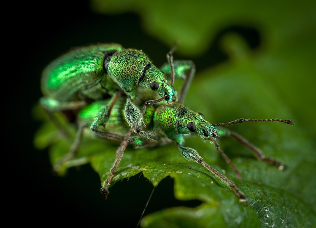 Tailored Solutions for Grain Weevil Infestation Treatment: Residential & Commercial Guidance