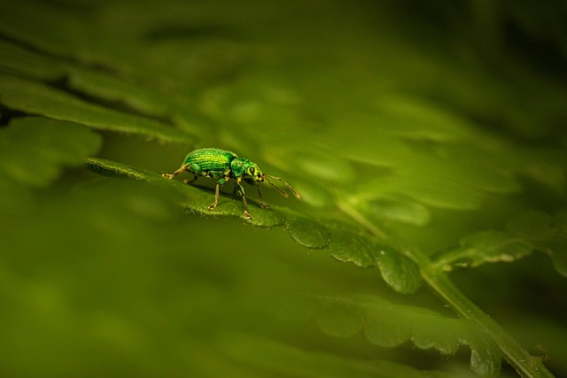 weevils-weevil-640x480-32795958.jpeg