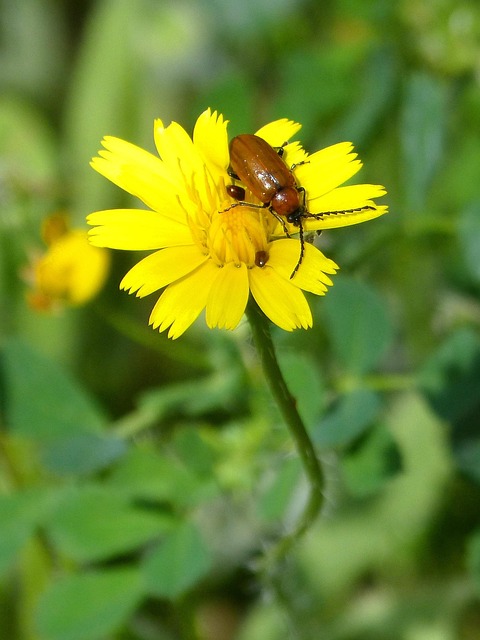 weevils-weevil-640x480-39899938.jpeg
