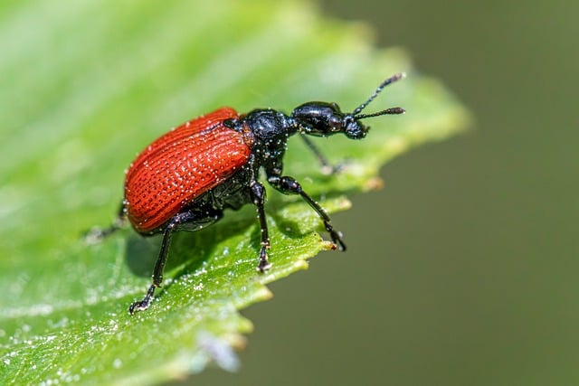weevils-weevil-640x480-42390583.jpeg