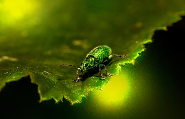 weevils-weevil-640x480-56546014.jpeg