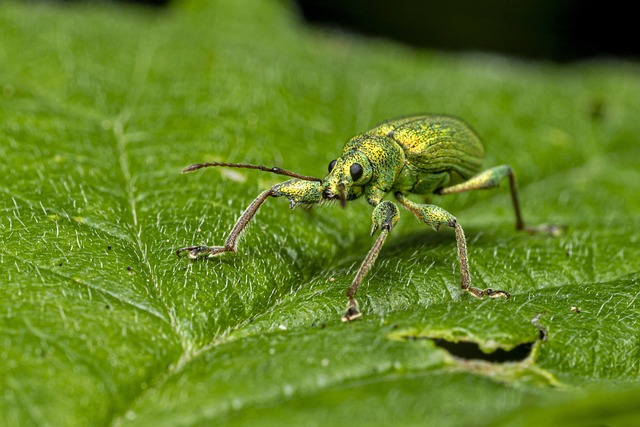 Elimina Grain Weevils: Traditional & Modern Pest Control Strategies