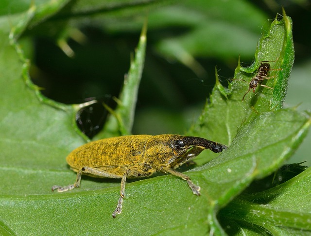 Humanely Managing Grain Weevils: Eco-Conscious Strategies for Effective Pest Control