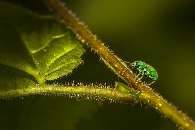 weevils-weevil-640x480-76283062.jpeg