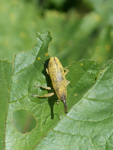 Revolutionizing Pest Control: Advanced Technologies for Grain Weevil Management