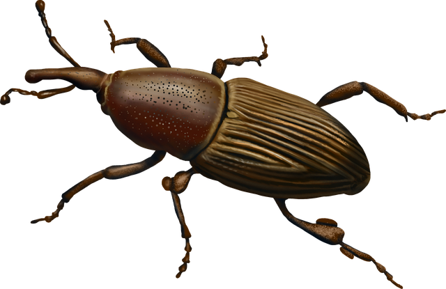 Professional Grain Weevil Control Services: Eradication & Prevention Strategies