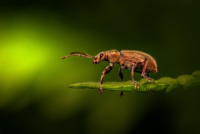 Maintain Grain Weevil-Free Spaces: Comprehensive Programs for Long-Term Protection
