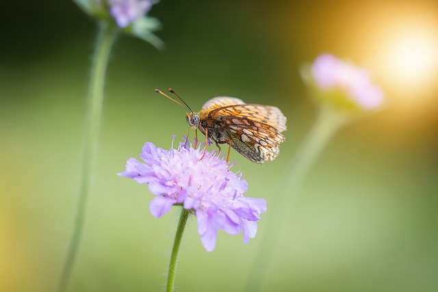 woodboring-insect-insect-640x480-40881728.jpeg