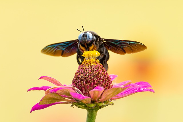 Discreet Wood Boring Beetle Extermination: Minimizing Disruption for Peace of Mind
