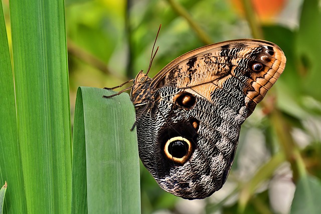 Eco-Friendly Pest Control: Quick, Safe Solutions for Urgent Wood Infestations