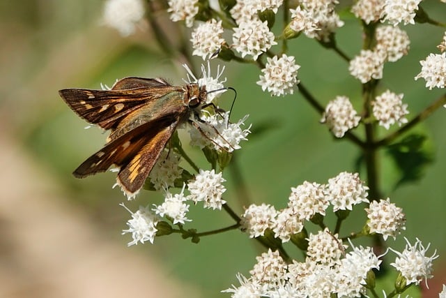 Seasonal Strategies for Year-Round Eco-Friendly Wood Pest Management