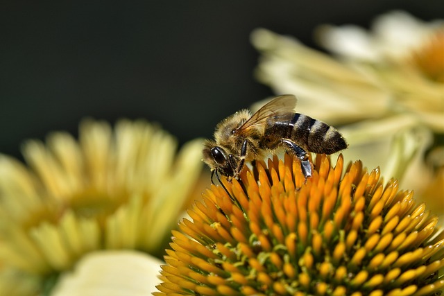 yellow-jacket-insect-640x480-13523008.jpeg