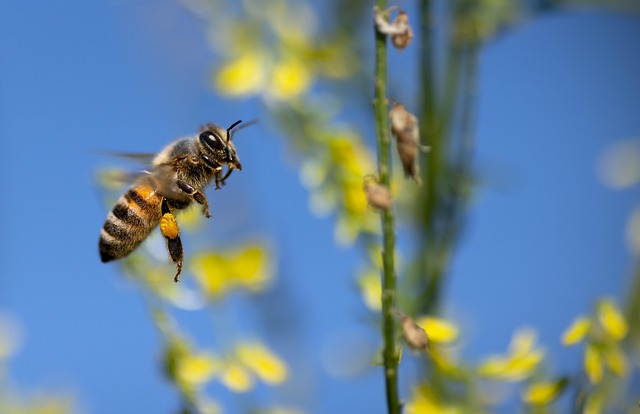 Revolutionizing Yellow Jacket Management: Advanced Deterrent Technologies