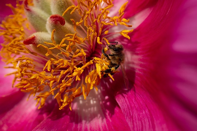Advanced Technologies for Efficient Residential Yellow Jacket Control