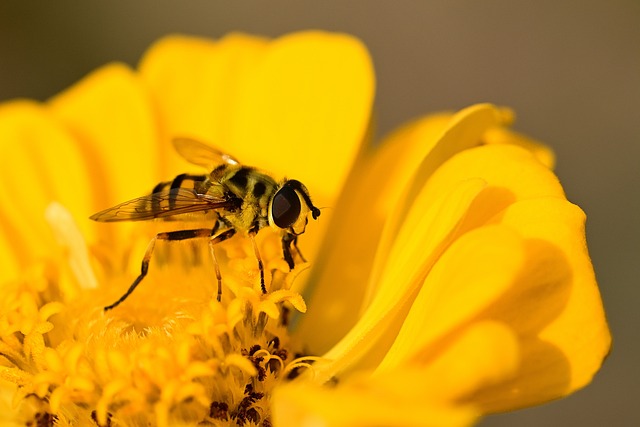 yellow-jacket-insect-640x480-32228457.jpeg