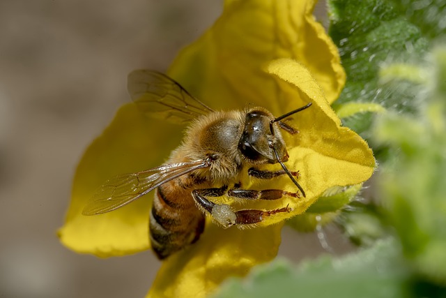 yellow-jacket-insect-640x480-40333952.jpeg