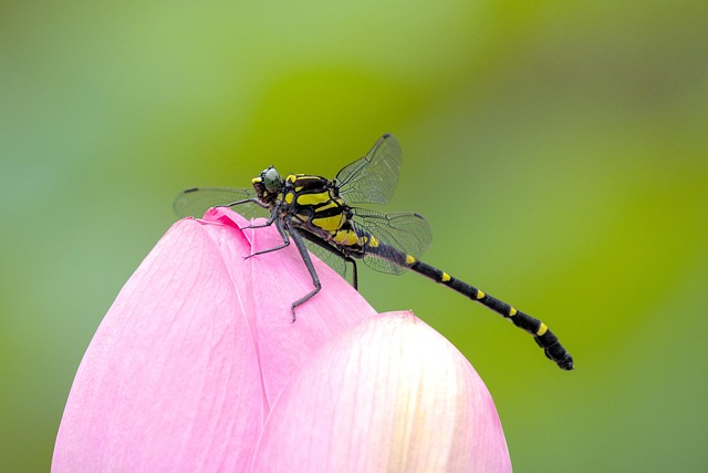 Discreet, Eco-Friendly Yellow Jacket Control: Minimizing Disruption, Maximizing Safety