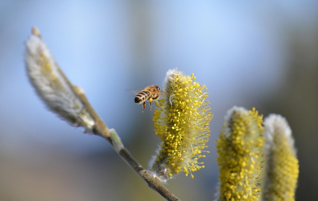 yellow-jacket-insect-640x480-61809699.jpeg