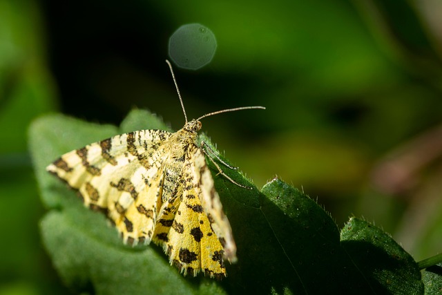 Mastering Yellow Jacket Deterrents: Expert Tips for a Safer Home