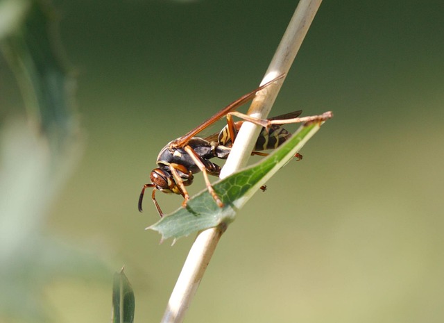 Swift Solutions: Fast-Response Residential Yellow Jacket Control