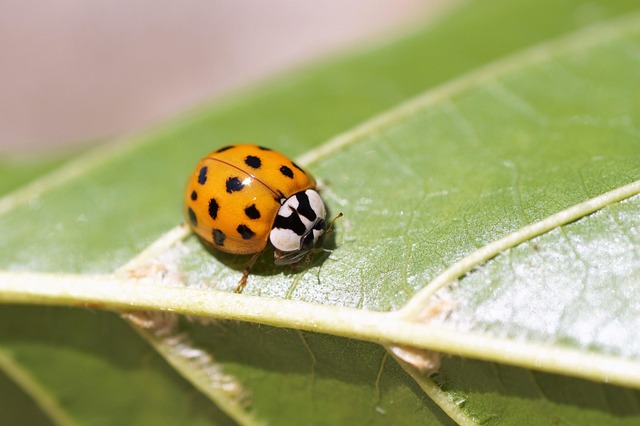 yellow-jacket-insect-640x480-81789983.jpeg
