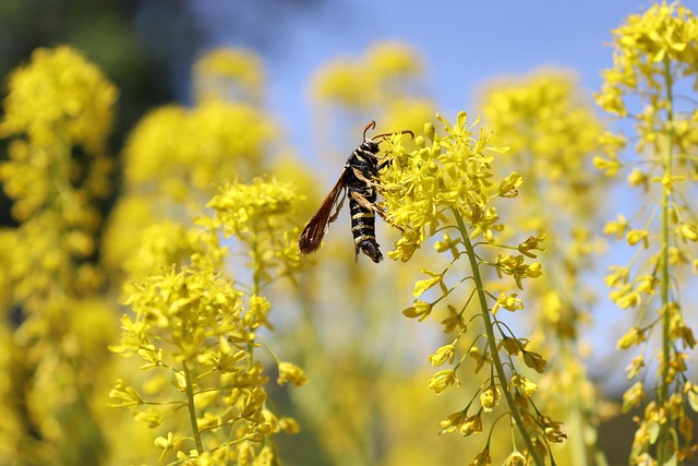 Customized Long-Term Yellow Jacket Control Services: Effective Prevention Plans