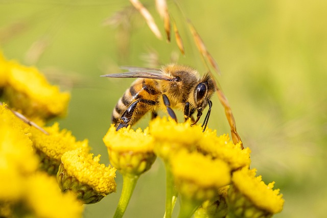 Discreet Yellow Jacket Control: Minimal Disruption, Maximum Effectiveness