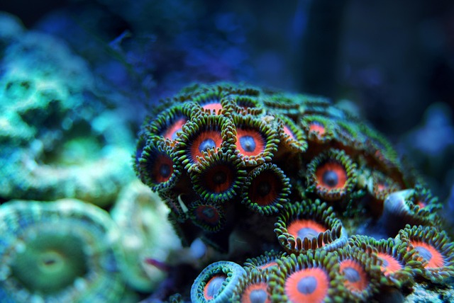 acrylic-aquariums-640x480-630963.jpeg