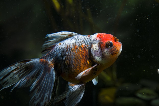 Revolutionizing Aquariums: Glass Panoramic Tanks for Ultimate Immersive Experiences