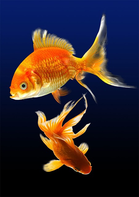ai-powered-aquarium-management-640x480-95287946.jpeg