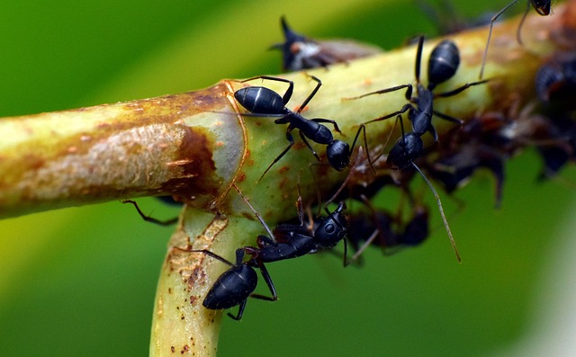 ant-640x480-50692251.jpeg
