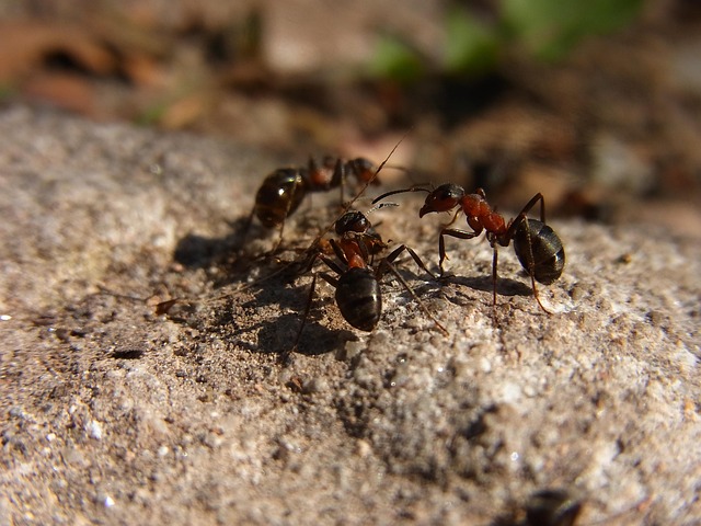 ant-640x480-66047846.jpeg
