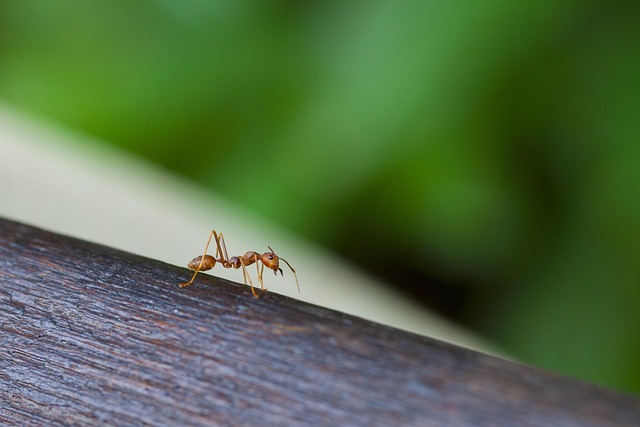 ant-640x480-7439414.jpeg